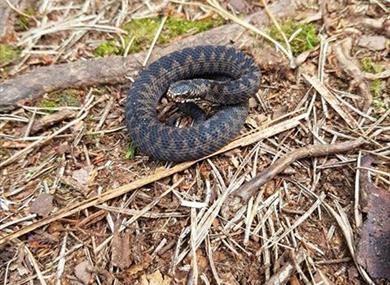 North West Reptile Club - Reptile Encounter