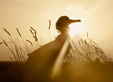 Documentary: Albatross