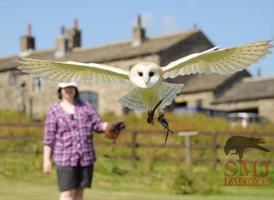 S M J Falconry Display