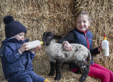 Windmill Animal Farm: lambing at half-term 2024