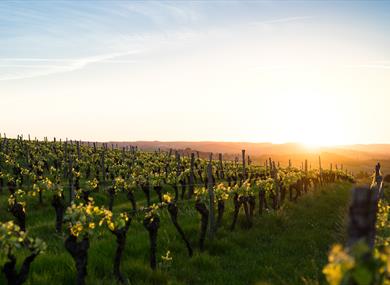 WORLD OF WINE - Explore Spain & Portugal (Preston)
