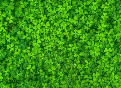 St Patrick's Weekend