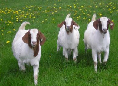 Cockerham Boers Farm