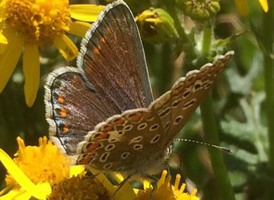 Butterfly Identification walk