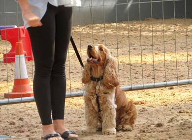 Companion Dog Show