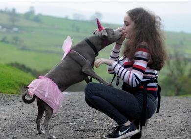 Novelty Dog Show