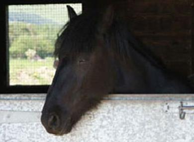 Braedens Pony Trekking Centre