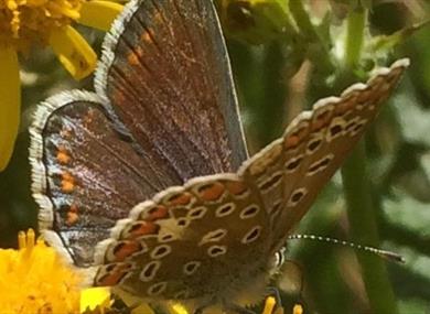 Introduction to Butterflies