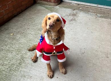 Happy Hounds Christmas Party at Penny Farm