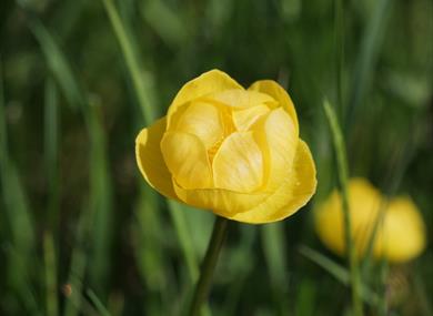 Festival Bowland 2022 - Clearbeck Open Gardens