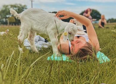 Goat Yoga at Mrs Dowsons Farm Park