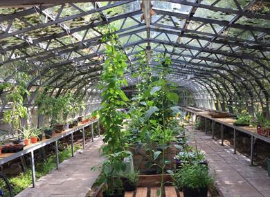 Good to Grow Day at The Greenhouse Project