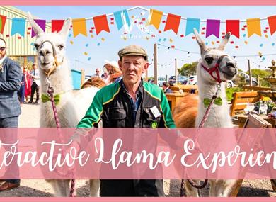 Llama Trekking poster