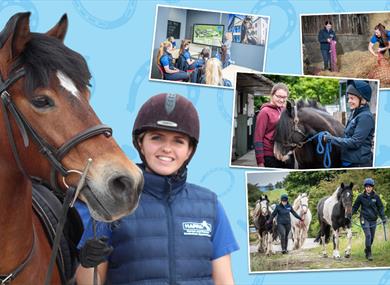 Beginners Guide to Horse & Pony Care
