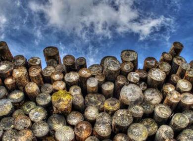 Logfest