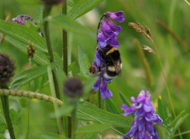 White-tailed bumblebee (Bombus lucorum) on vetch flower.