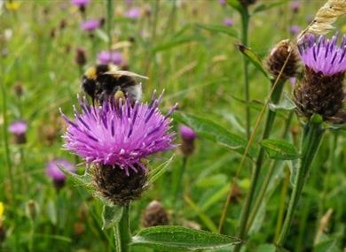 Festival Bowland 2022 - Bumblebee Spotting Walk
