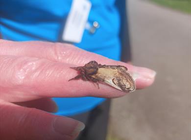 Moth Trapping at WWT Martin Mere
