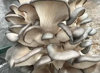 Mushroom Talk, Tasting & Growing Workshop