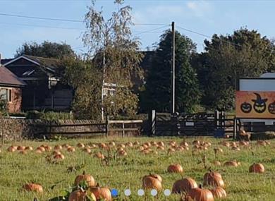 Pumpkin Picking