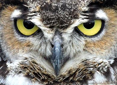 Meet Lancashire Hawks and Owls!