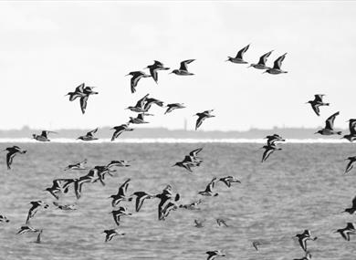 Summer Family Bird Walk from Heysham Nature Reserve