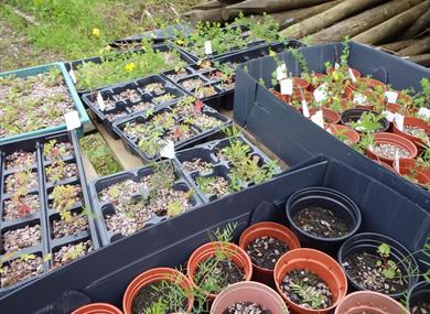 Plug plants grown at Beacon Fell Country Park