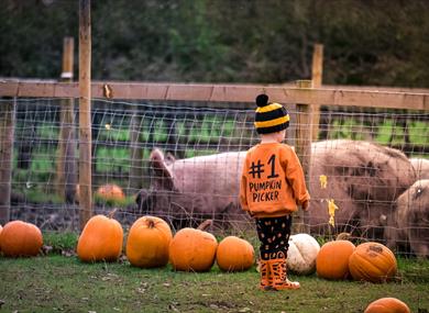 Pumpkin Festival at Ridgeway Farm