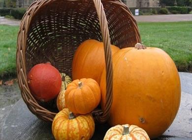 Pumpkin Trail