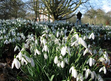 Snowdrop weekends