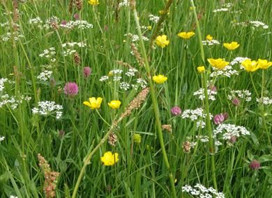 Upland hay meadow in bloom with pink, white and yellow flowers.