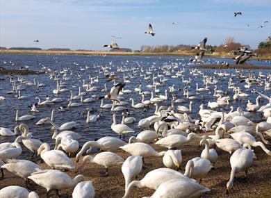 North West Bird Watching Festival 2022