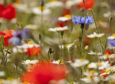 Introduction to Wild Flowers at Brockholes Reserve