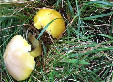 2 yellow fungi_Forest of Bowland AONB