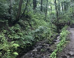 Fairy Glen