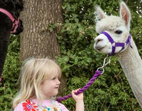 The Alpaca Walking Experience
