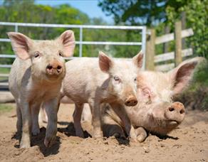 Bowland Wild Boar Park