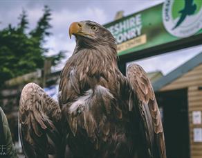 Cheshire Falconry