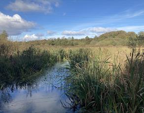 Heysham Nature Reserve.  Copyright Alan Wright.