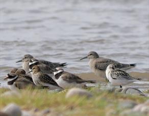 RSPB Fairhaven