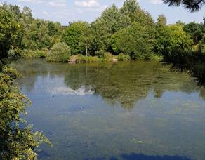 Longton Brickcroft Nature Ramble