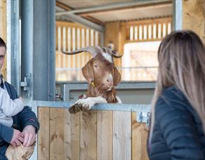 A ram greets and enthralls visitors at the farm.