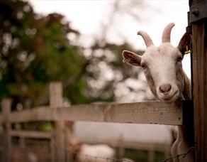 Ridgeway Farm