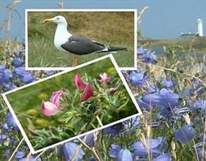 South Walney Nature Reserve