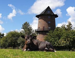 Windmill on the Farm