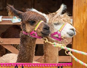 Lowlands Farm Alpacas