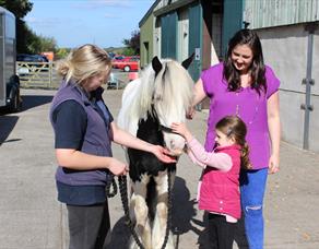 Horse at World Horse Welfare Penny Farm