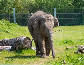 Elephants