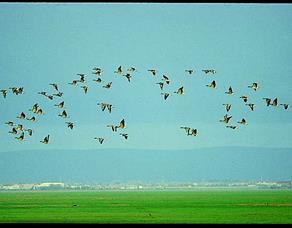 The Ribble Estuary Regional Park