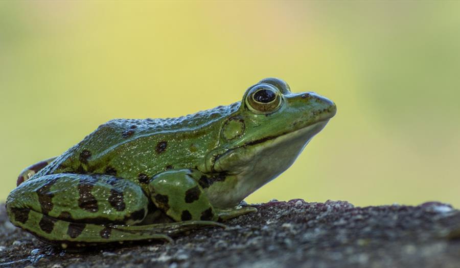 Frog close up